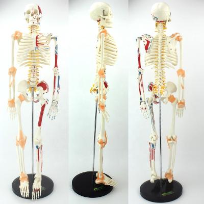 Κίνα 85cm durable skeleton anatomical model, advanced bendable bone model numbered with human skeleton model προς πώληση