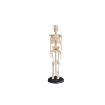 Κίνα Skeleton Model Education Model 45CM Mini Skeleton Mini Skeleton Human προς πώληση