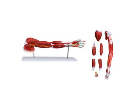 China PVC Arm and Leg Muscle Model Hot Selling Anatomy Muscle Model Human Arm and Leg Anatomy Muscle Model for sale