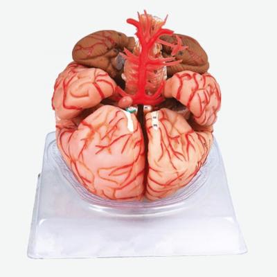 China Durable Medical Human Cerebral Artery Anatomy Model, Medical Human Cerebral Artery Detachable 9 Anatomy - Part Model for sale