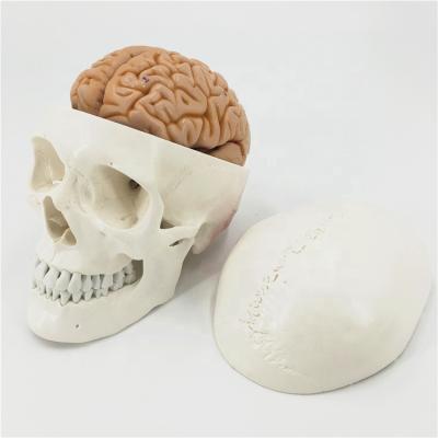 China Human skull teaching model Neurological model Suture skull craniocerebral anatomical model for sale