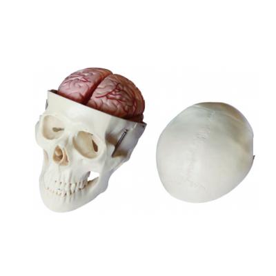 China Durable Skull With 8 Part Cerebral Artery Anatomical Model, Skull And Brain Relations Display Anatomical Model for sale