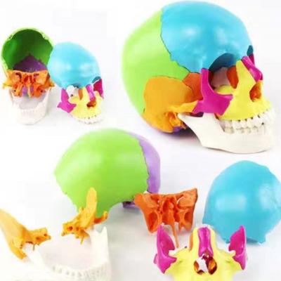 China Durable 22 parts human skull model, colorful human skull for memedical teaching, life size colorful skull medical science model for sale