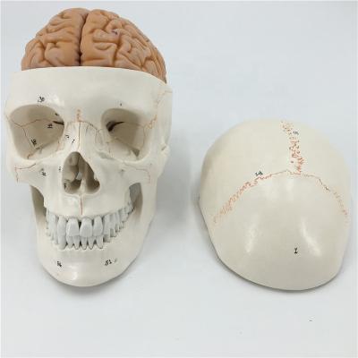 China Demostration Medical School Professional Design 3D PVC Bone Brain Anatomy Environmental Friendly Human Head Model for sale