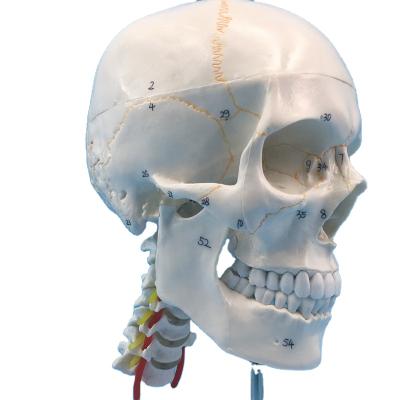 China High Quality Human Anatomical Demonstration Skull Model With Cervical Vertebra With Finger ID for sale