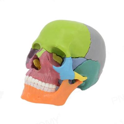 China High Quality Colorful Human Skull Teaching Model Removable Skull Model for sale