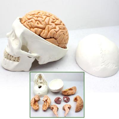 China Human Skull Model Realistic Brain Anatomical Models Contact for sale