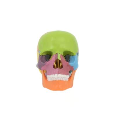 China High Quality Education PVC Material Medical Mini Skull Model 15 Parts Assembled Main Bone for sale