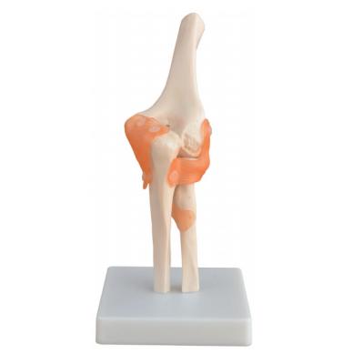 Κίνα Life Size Elbow Mold Human Radial Elbow Joint Ligament Structure Model Teaching Human Radial Skeletal Teaching Three-Dimensiona προς πώληση