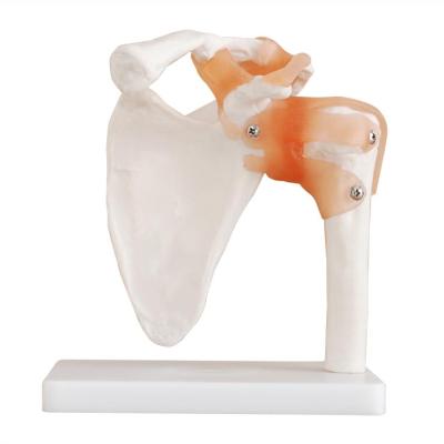 China High quality model PVC material shoulder joint with ligament en venta