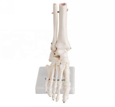 Китай Medical Education Medical School Learning Human Foot Joint Anatomical Foot Skeletal Model Simulation Teaching Model продается