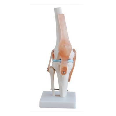 China Knee Joint Skeletal Model Anatomical Demonstration Human Knee Joint Arthroscopic Model Model à venda