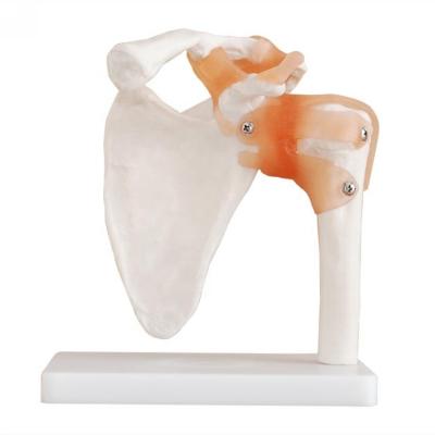 Chine Medical Education Medical Teaching Human Shoulder Joint Anatomy Model Skeletal Shoulder Skeletal Model à vendre