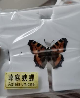 Κίνα Education / Decoration Butterfly Specimen Animal Insect Specimen Dried Butterfly Real προς πώληση