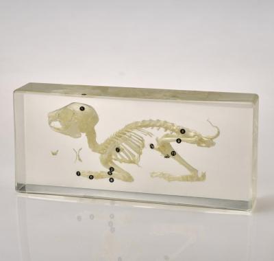 Cina Education Animal Clear Resin Embedded Specimen / Teaching Resources Specimen Rabbit Skeleton Specimen Decoration Specimen in vendita