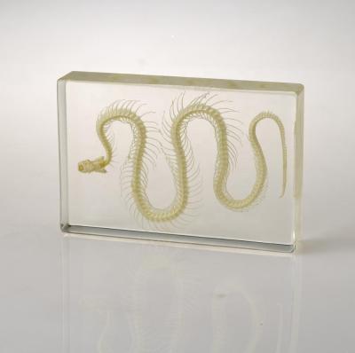 Κίνα China Real Animal Snake Enclosed Specimen Skeleton Embedded Snake Specimen προς πώληση