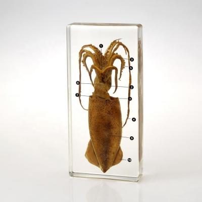 China Teaching Aids for Biology Acrylic Specimen of Squid Structure, Biological Crystal Specimen Included Clipboard for sale