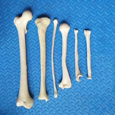 China Teaching Life Size Human Bones Medical Teaching Loose Bone Model Femur Tibia Limb Bone Model for sale