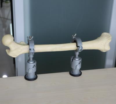 China Teaching Professional Medical Plastic Bone Femur Anatomical Appearance Spinal Simulation Model Anatomical Model for sale