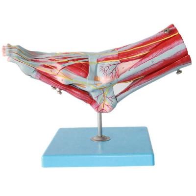 China Major Vascular Nerve Model Anatomical Demonstration of Foot Muscle Attachment for sale