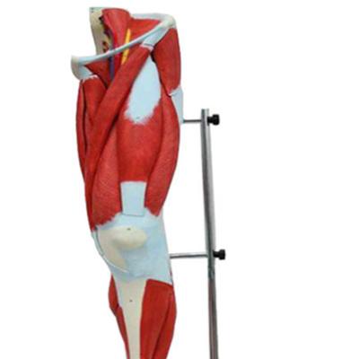 China Lower Extremity Demonstration Muscle-Vessel-Nerve Anatomical Model for sale