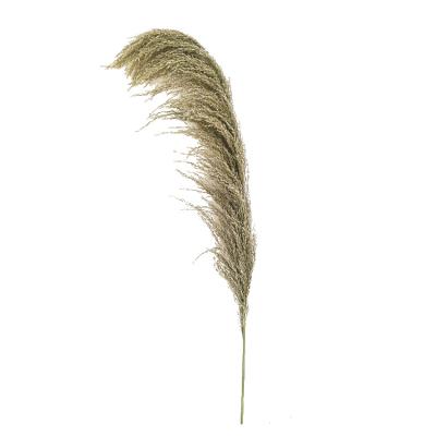 China Tubular Wholesale Manufacturers Pampas Reed Dry Flower Bouquet Minimalist Natural Dry Pole Large for sale