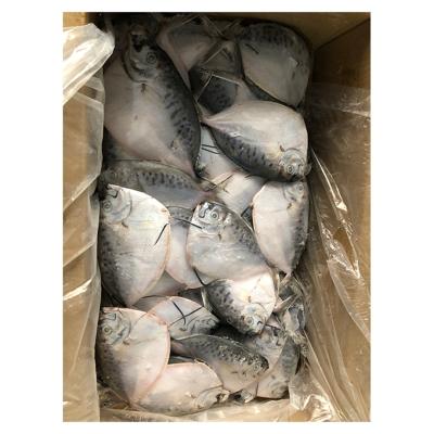 China NATURE Good Quality Mene Maculata Moonfish Seafood Hot Selling Flat Frozen Fishes for sale