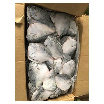 China NATURE Hot Selling Frozen Fish Manufacturers Moonfish Fish Mene Maculata Moonfish for sale