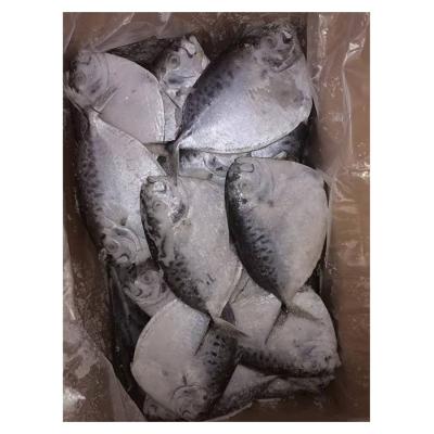 China High Quality Fresh Frozen NATURE Moonfish Mene Maculata Moon Fish For Sale for sale