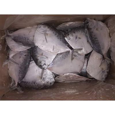 China NATURE Quality Fresh Moon Fish Delicious Frozen Moon Fish Mene Maculata for sale