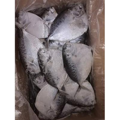 China NATURE Direct Factory Price Cheap Moon Flatfish Delicious Mene Maculata Moon Fish for sale