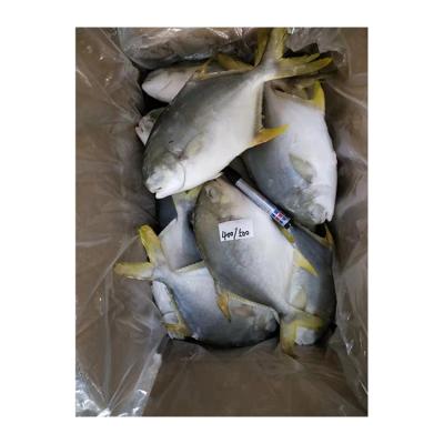 China Wholesale High Quality Frozen Fish NATURE Serving Pompano Pompano Golden Fish for sale