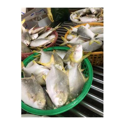 China NATURE factory direct sales fresh golden pomfret Pompano damson fish golden fish for sale