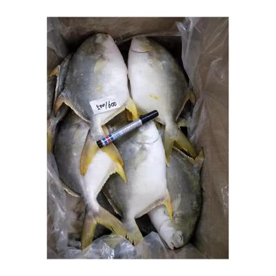 China NATURE factory direct sales frozen golden damselfish price China cheap golden damselfish for sale