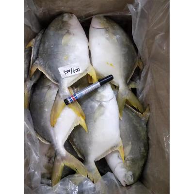 China NATURE Direct Selling China's Delicious Healthy Frozen Golden Damselfish for sale