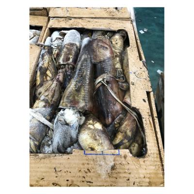 China NATURE Good Quality Giant Squid Hot Selling Delicious Frozen Equatorial Squid for sale