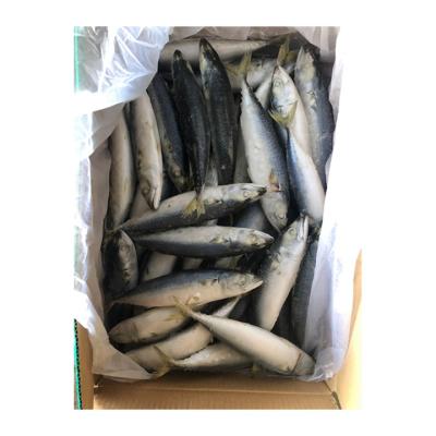 China NATURE Good Quality Fish Frozen Mackerel Exporters Hot Selling Frozen Mackerel for sale