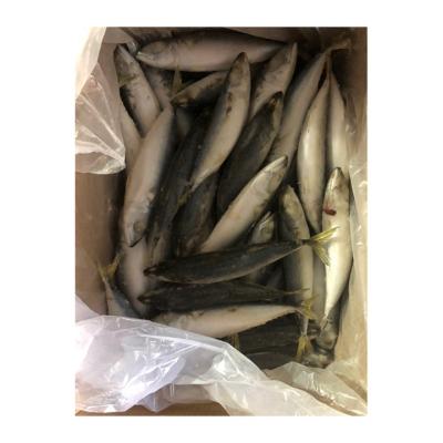 China NATURE Factory Supply Good Fish Mackerel Frozen Mackerel Exporters Good Fish for sale