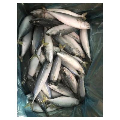 China NATURE Meat Healthy Multifunctional Tender Frozen Mackerel Frozen Saurels for sale