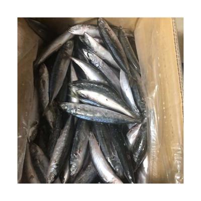 China NATURE Lowest Price Fresh Frozen Fish Manufacturers Cheap Round Scad for sale