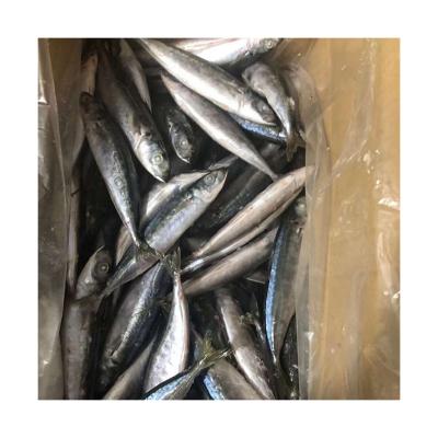 China 2022 NATURE China Manufacturer Frozen Fish Wholesale Frozen Round Scad For Sale for sale