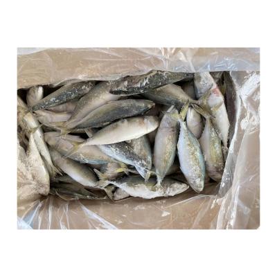 China 2022 China Manufacturer of NATURE Frozen Mackerel Fish Rastrelliger Kanagurta for sale