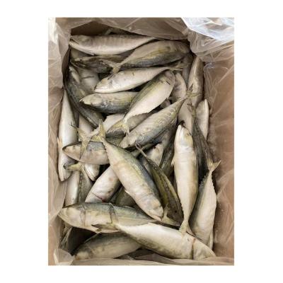 China High Quality Delicious NATURE Fish 10kg Frozen Mackerel Rastrelliger Kanagurta for sale