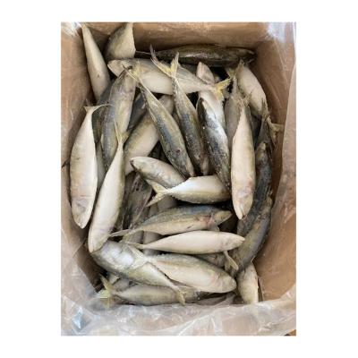 China Wholesale Frozen NATURE Fish Rastrelliger Kanagurta Frozen Mackerel For Sale for sale