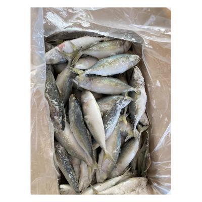 China NATURE Low Price Frozen Fish Makers Frozen Mackerel Rastrelliger Kanagurta for sale