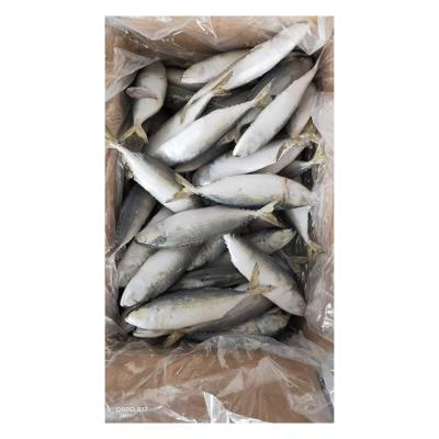 China NATURE factory direct sales frozen whole fish Rastrelliger Kanagurta frozen mackerel for sale