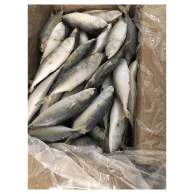 China Rich Protein Small Scales White Kanagurta Frozen Rastrelliger Fish by NATURE for sale