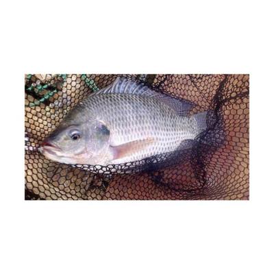 China NATURE Frozen Tilapia Exporters Special Hot Sale Frozen Black Tilapia for sale