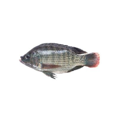 China 2022 NATURE Factory Sells Fresh Frozen Tilapia Healthy Frozen Black Tilapia for sale