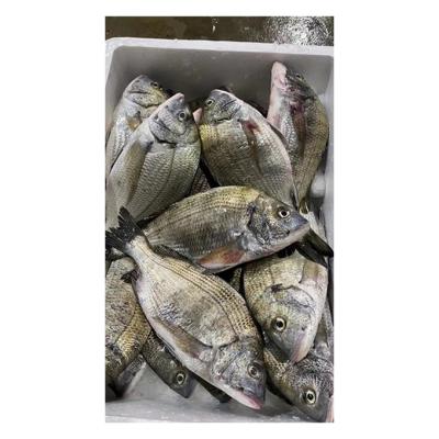 China China NATURE High Quality Fresh Frozen Tilapia Seafood Frozen Black Tilapia for sale